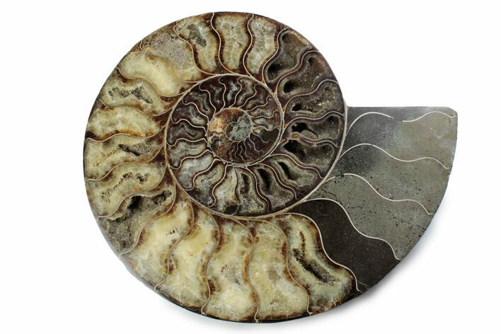 Cut & Polished Ammonite Fossil (Half) - Madagascar #362394
